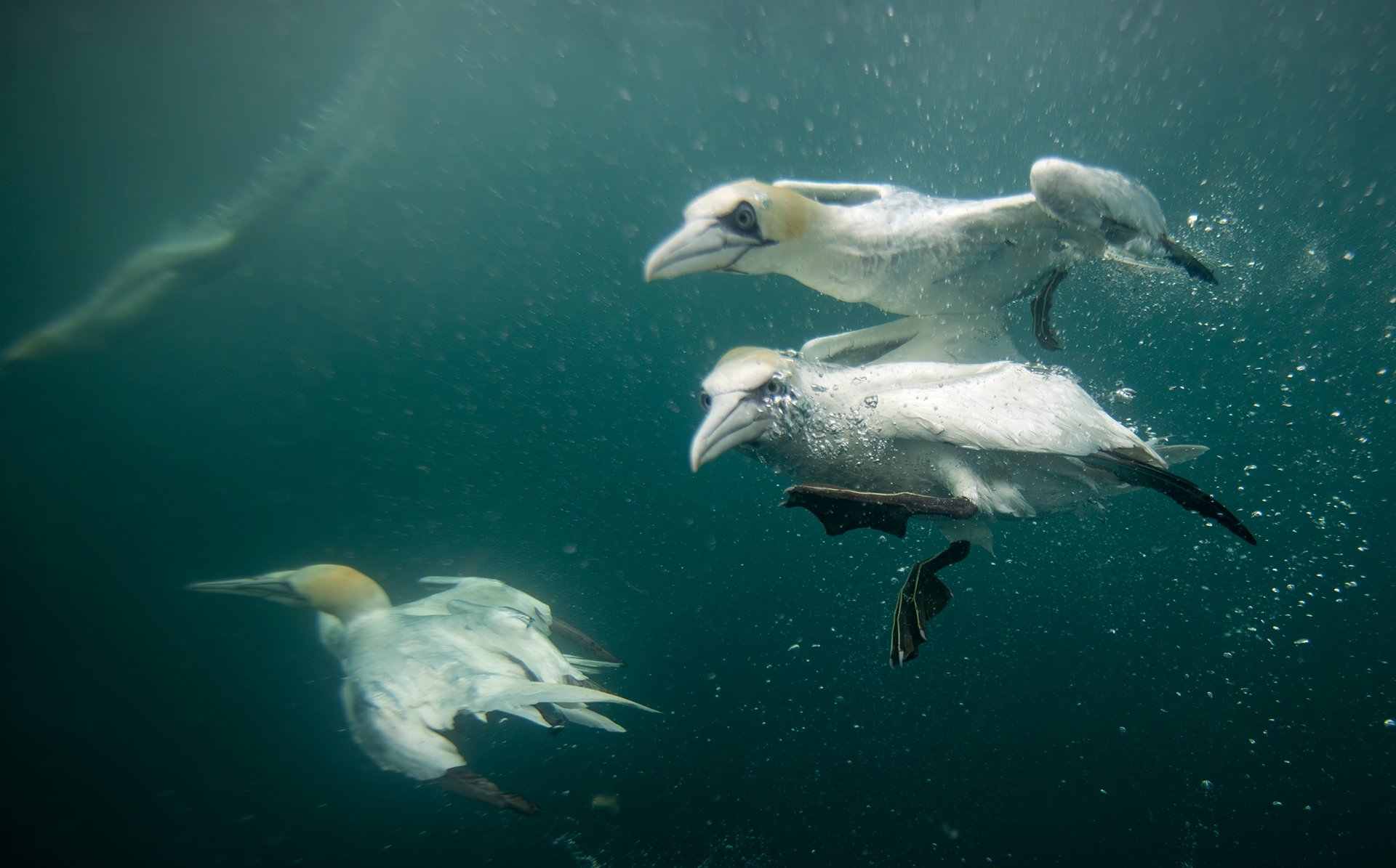 Northern gannet underwater